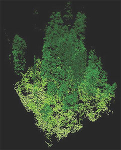 Ilustracja: Lotniczy skaning pomoże modelować wzrost drzew <br />
Fot. Sarah Frey, Oregon State University - Flickr